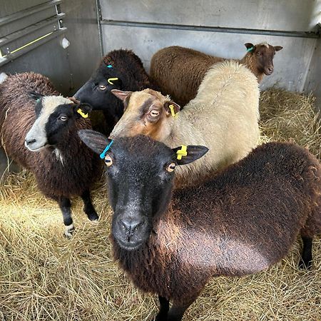 Y Felin Bed And Breakfast And Smallholding Caersws Extérieur photo