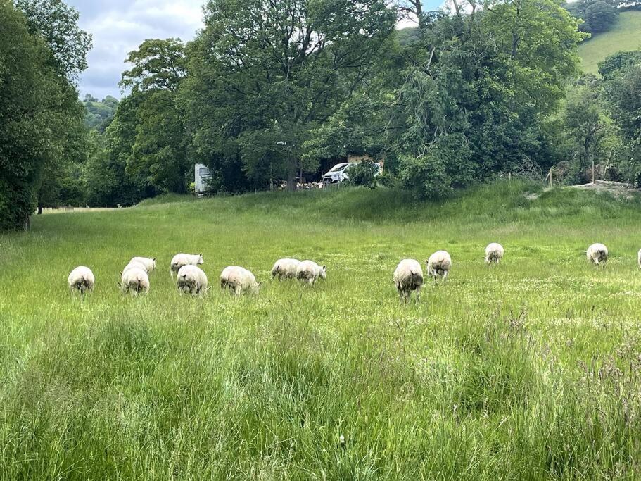 Y Felin Bed And Breakfast And Smallholding Caersws Extérieur photo