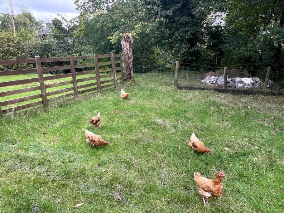 Y Felin Bed And Breakfast And Smallholding Caersws Extérieur photo